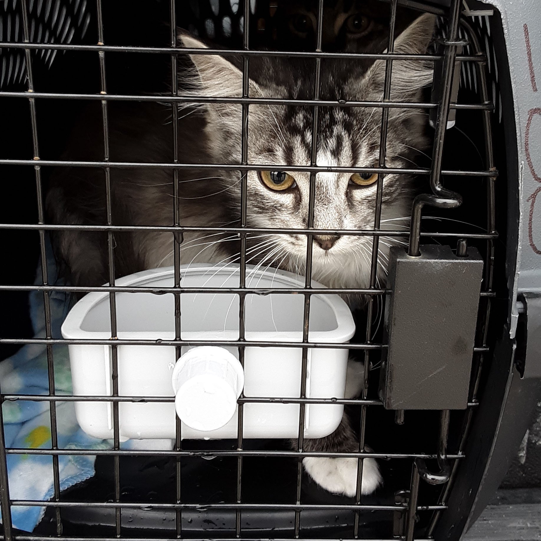 2023-GoodFlights-FlyingtoForeverHomes-Cats