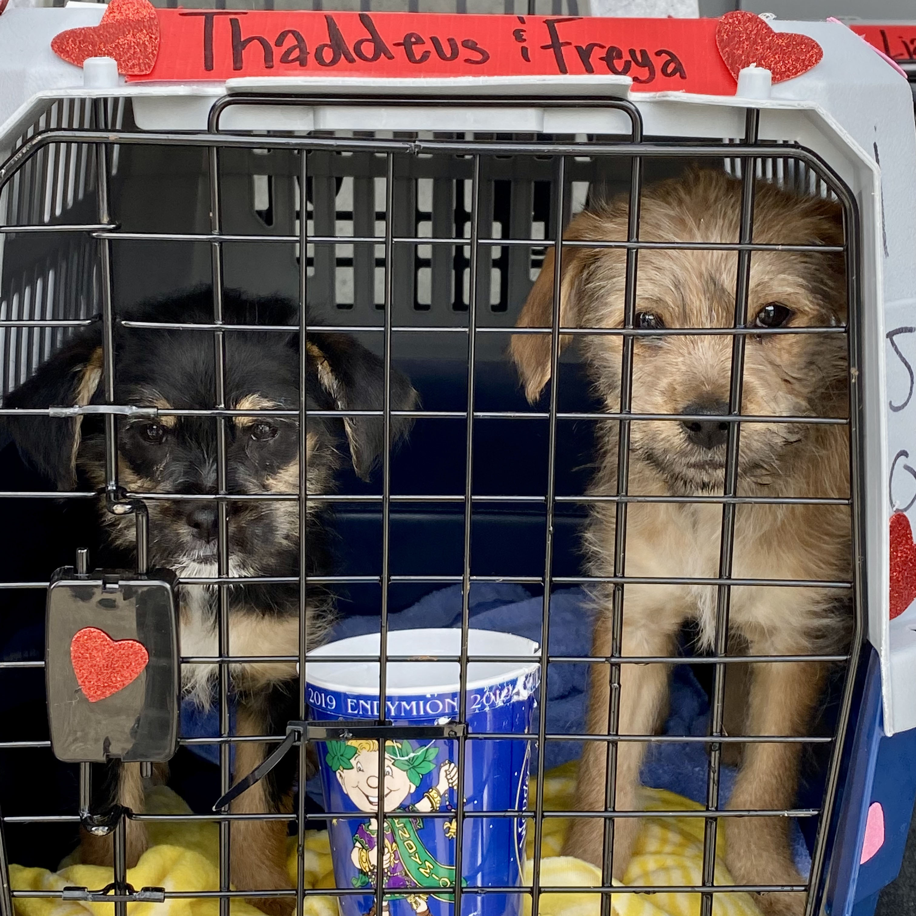 2023-GoodFlights-FlyingtoForeverHomes-Dogs-square