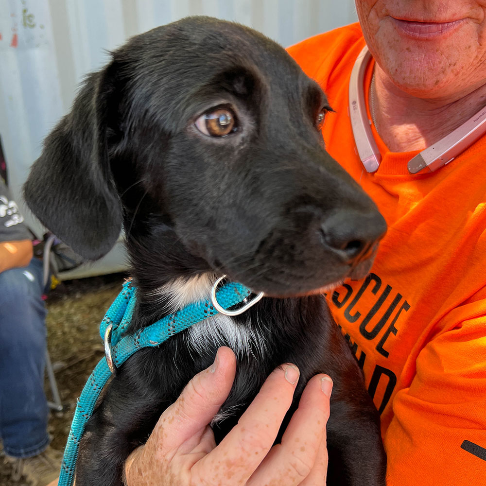 2023-RescueRebuild-DontForgetThePets