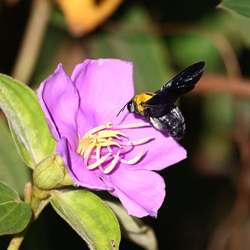 20230626_Vietnam_Bee_near_purple_flower_©_GGC_GDE (1) copy