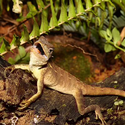 20230626_Vietnam_Lizard_Mouth_Open_©_GGC_GDE.JPG. copy