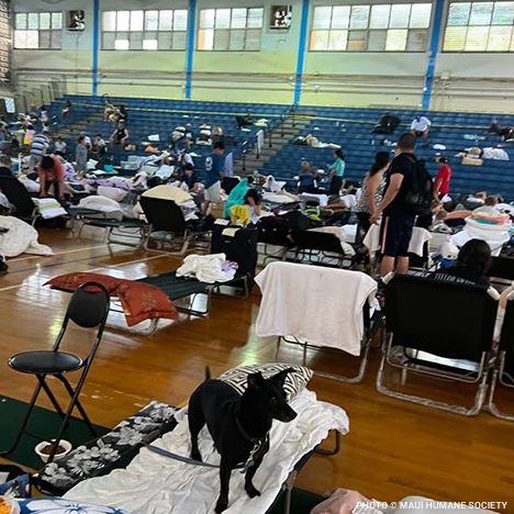 20230810_Maui_Wildfire_dog_inside_temporary_shelter_©_Maui_Humane_Society_Disaster_Relief copy 20230810_Maui_Wildfire_dog_inside_temporary_shelter_©_Maui_Humane_Society_Disaster_Relief copy