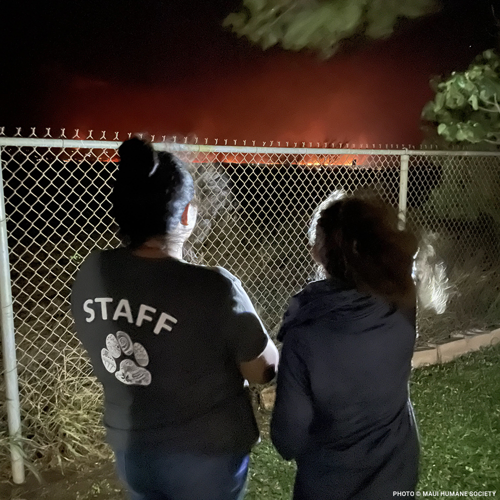 20230810_Maui_Wildfire_people_watching_fire_burn_in_distance_©_Maui_Humane_Society_Disaster_Relief copy