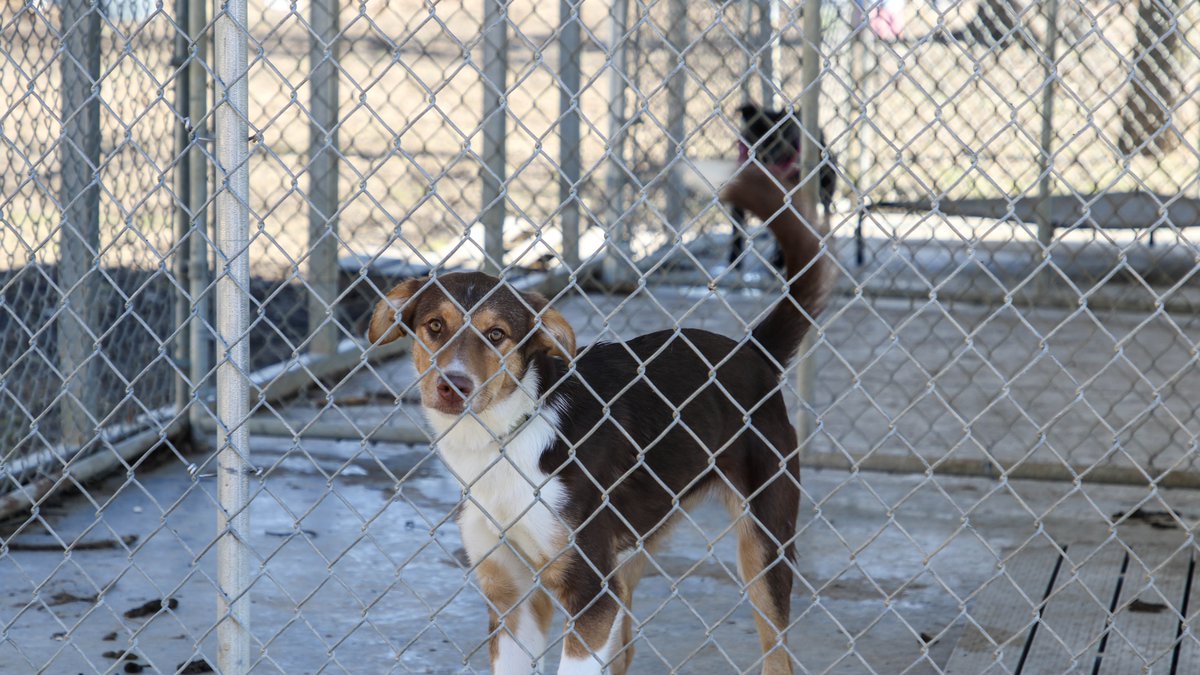 CHARITY ORGANIZATION REPAIRS MAYFIELD ANIMAL SHELTER DESTROYED BY TORNADOES