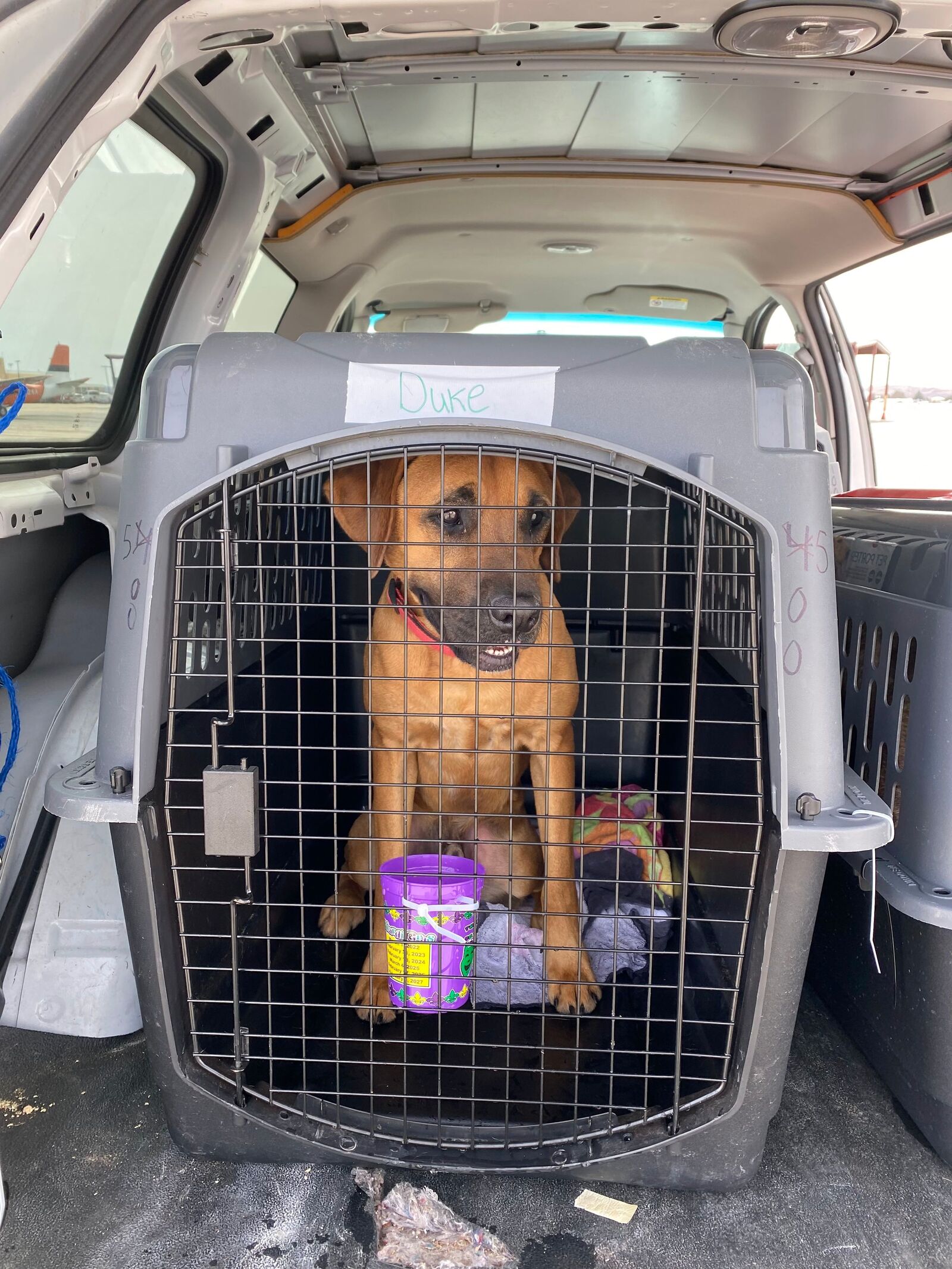 40-shelters-dog-rescue