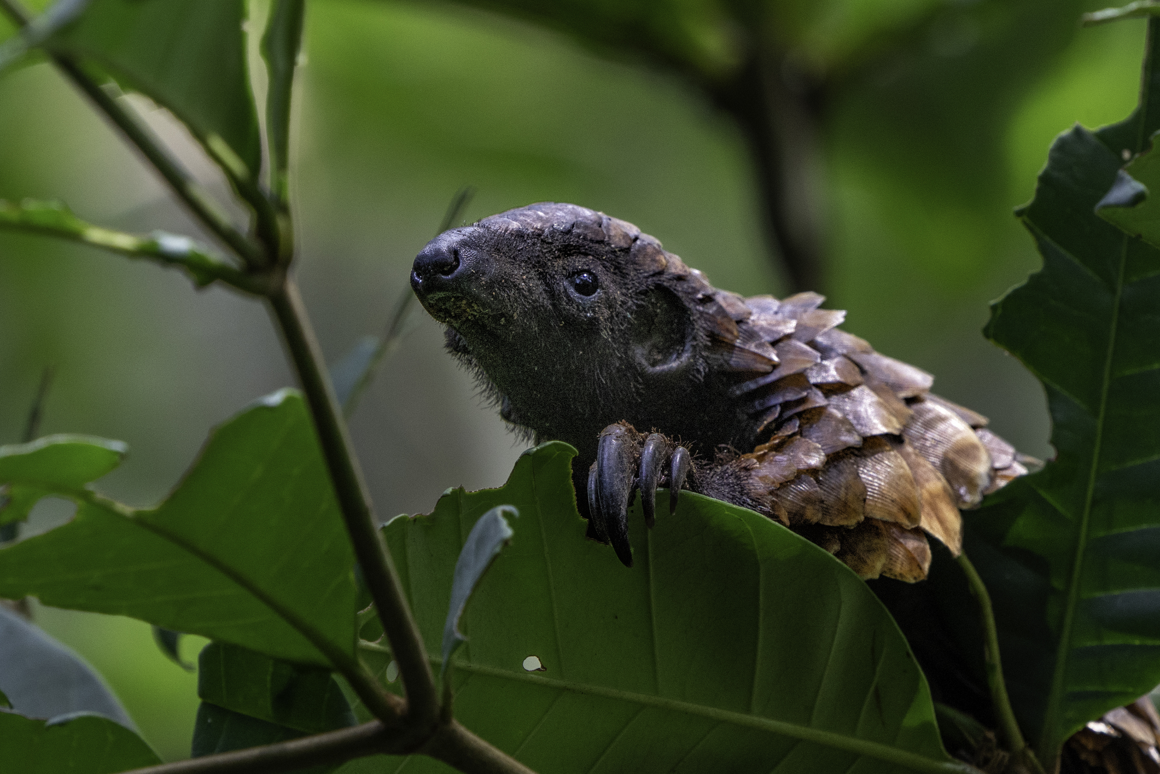 Pangolin