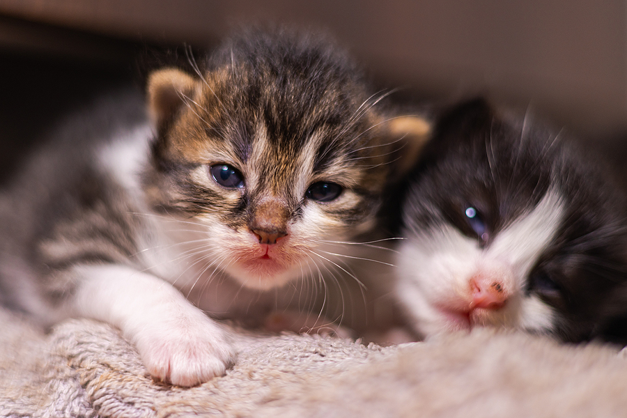 80k-newborn-pups-kittens-receive-food-aid