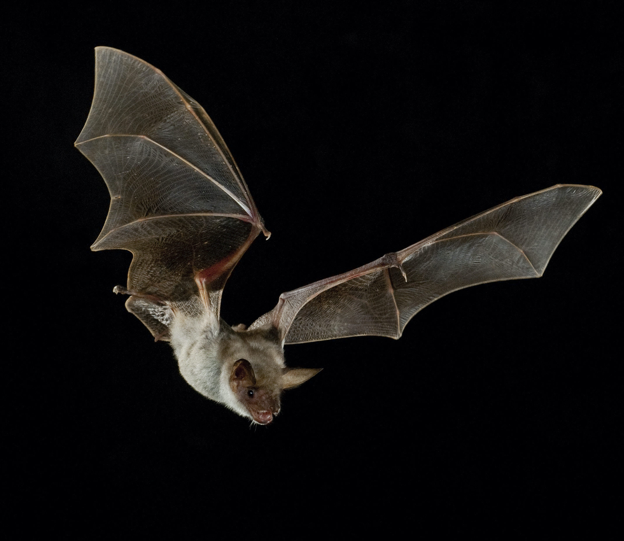 Bats