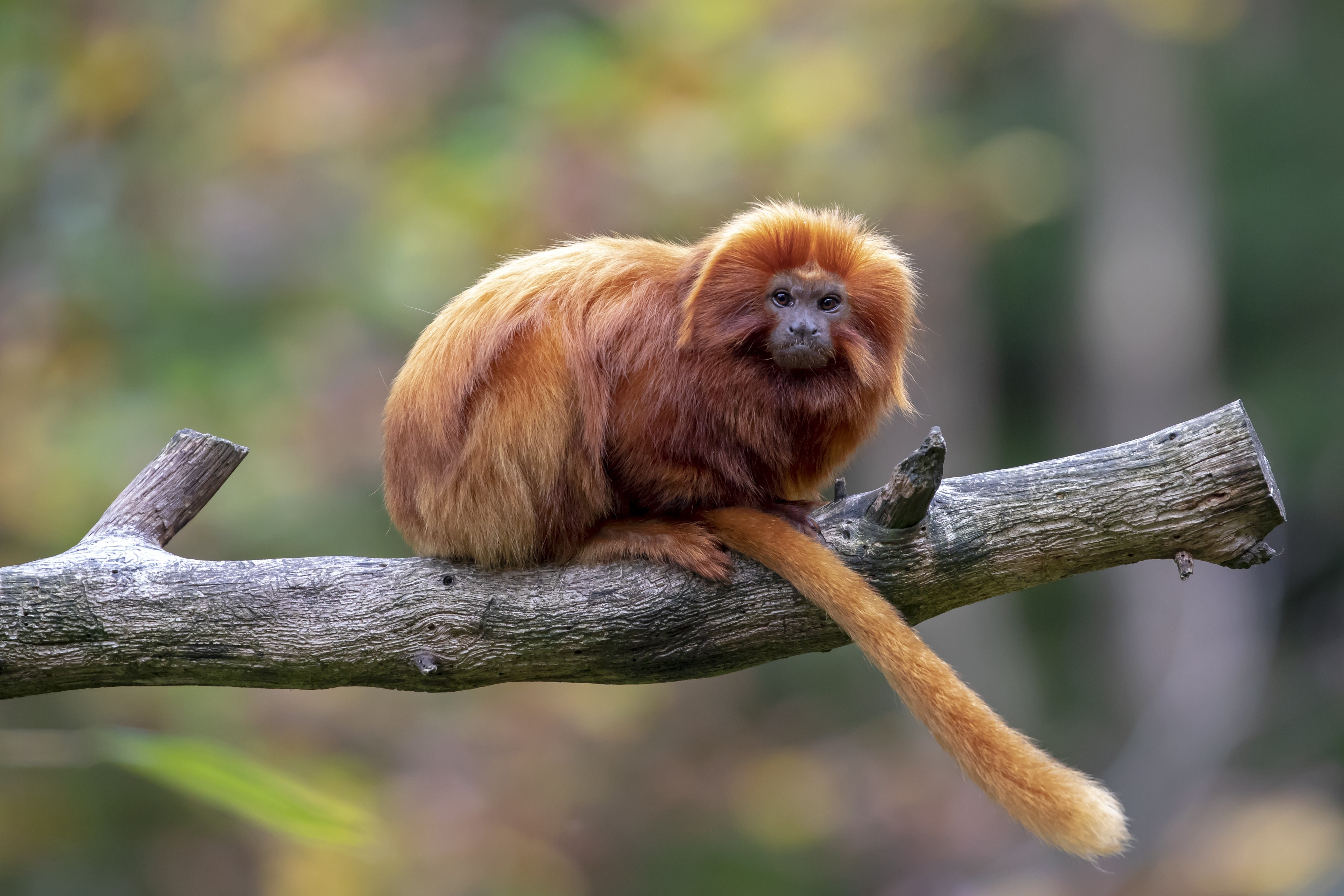 Tamarins
