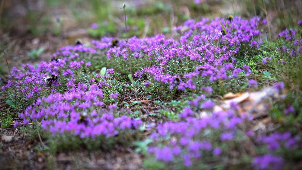 AdobeStock_286726030 copy
