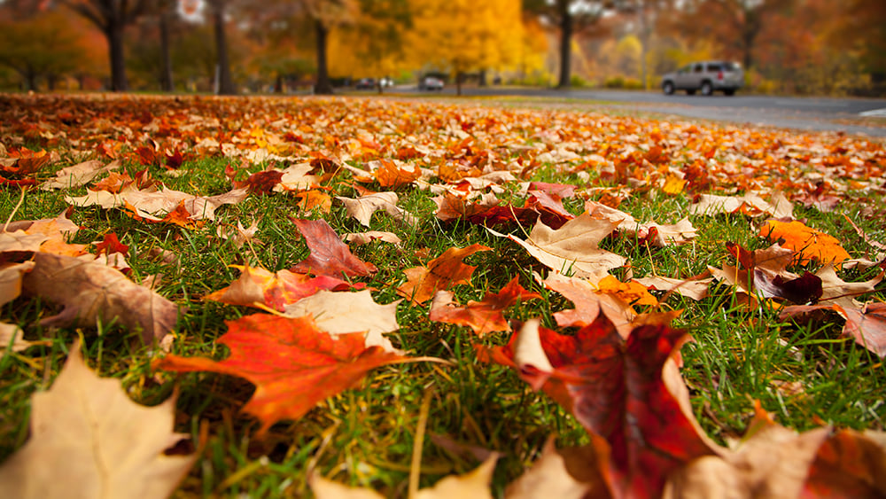AdobeStock_56126635 copy