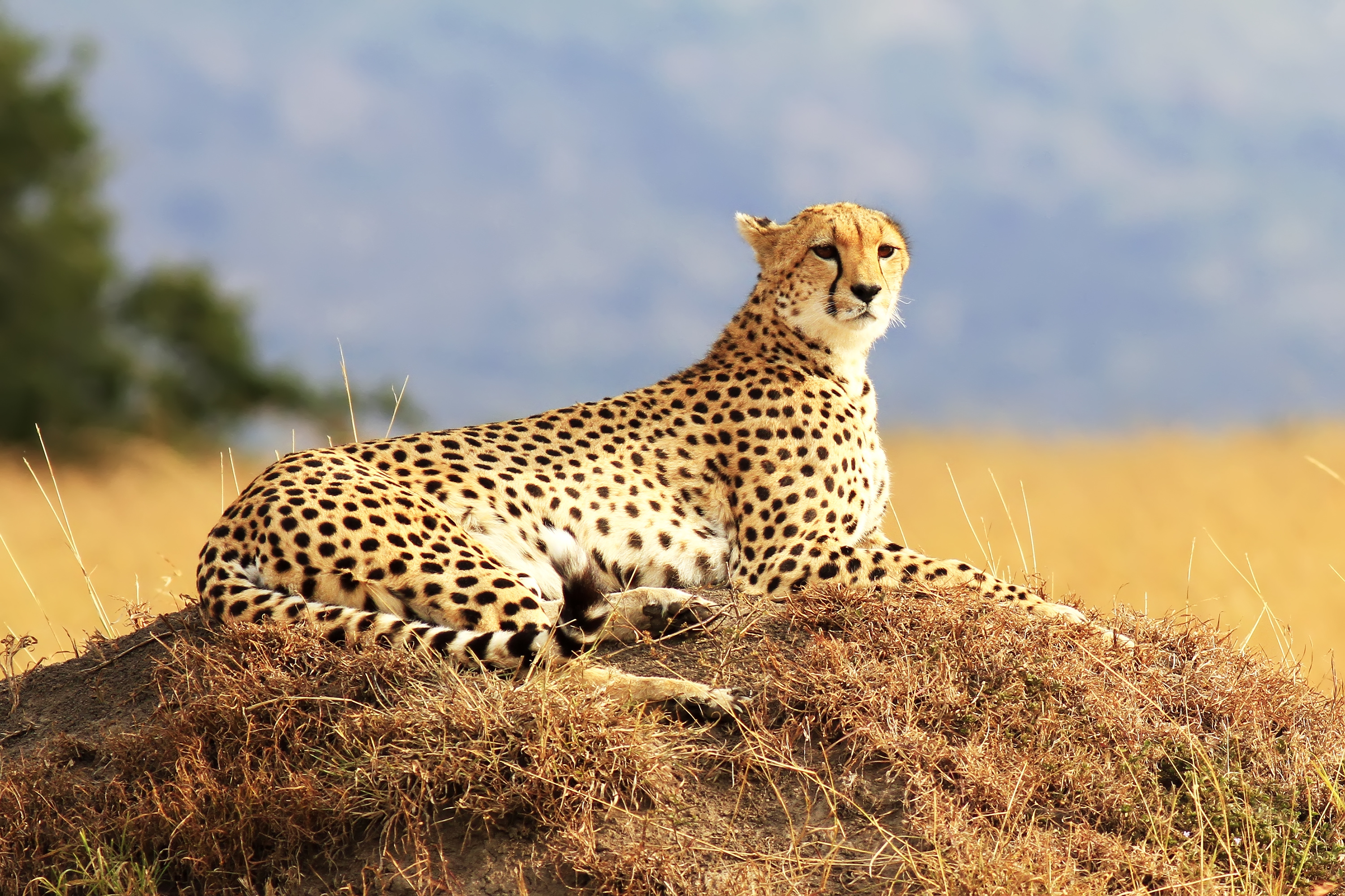 Cheetahs
