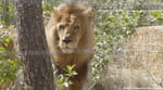 Africa_Emoya_male_by_tree-1