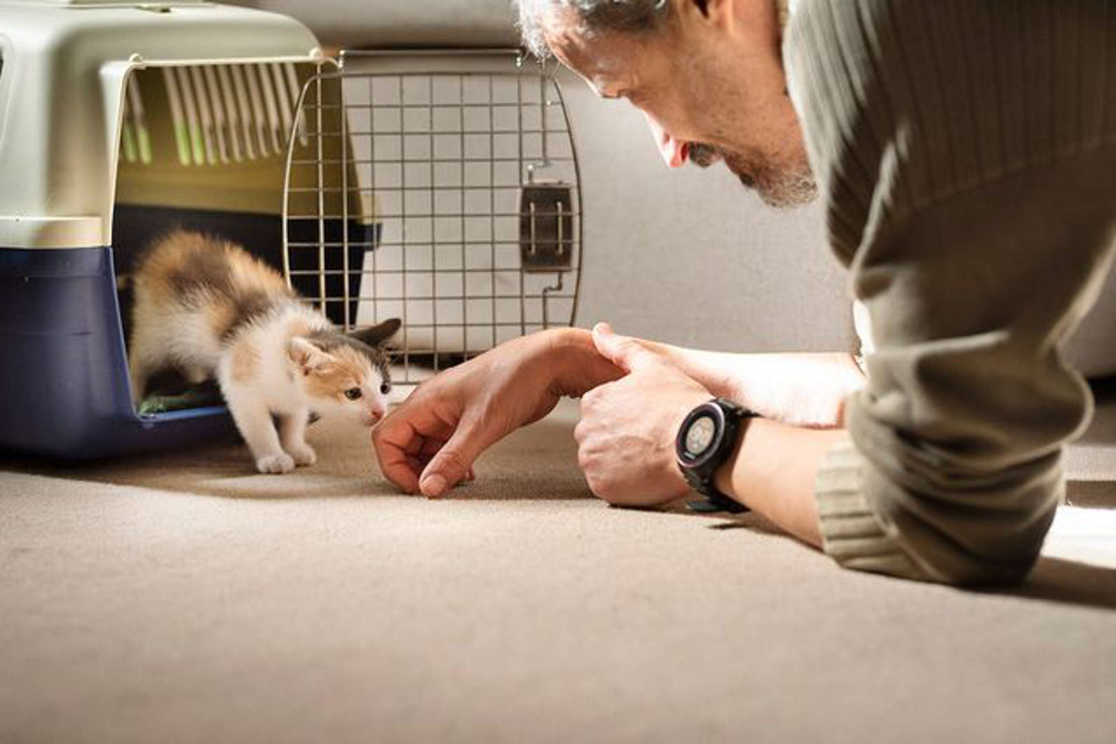 after-record-breaking-adoption-2022-02