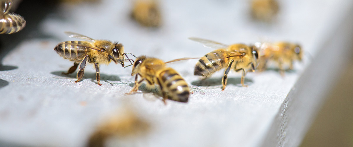 Bee Header