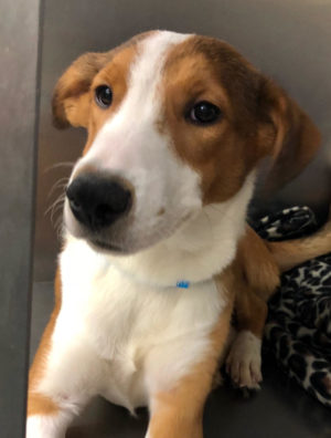 Brownie-300x396