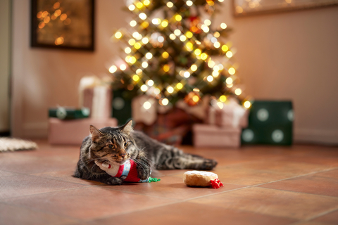 chewy-launches-letters-to-chewy-claus