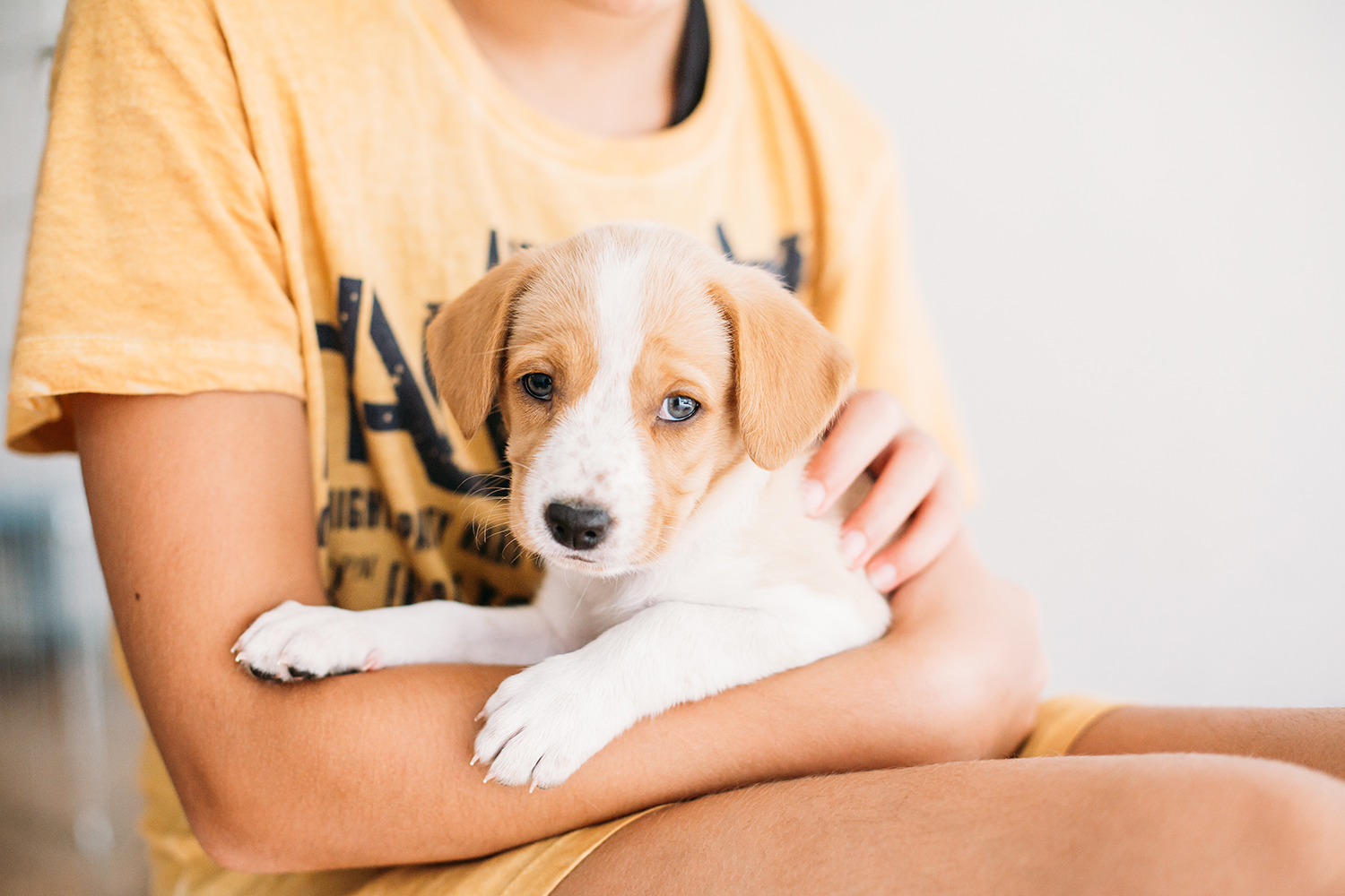clear-the-shelters-find-forever-homes