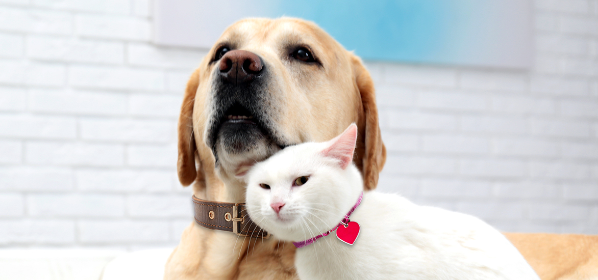 clear-the-shelters-hero