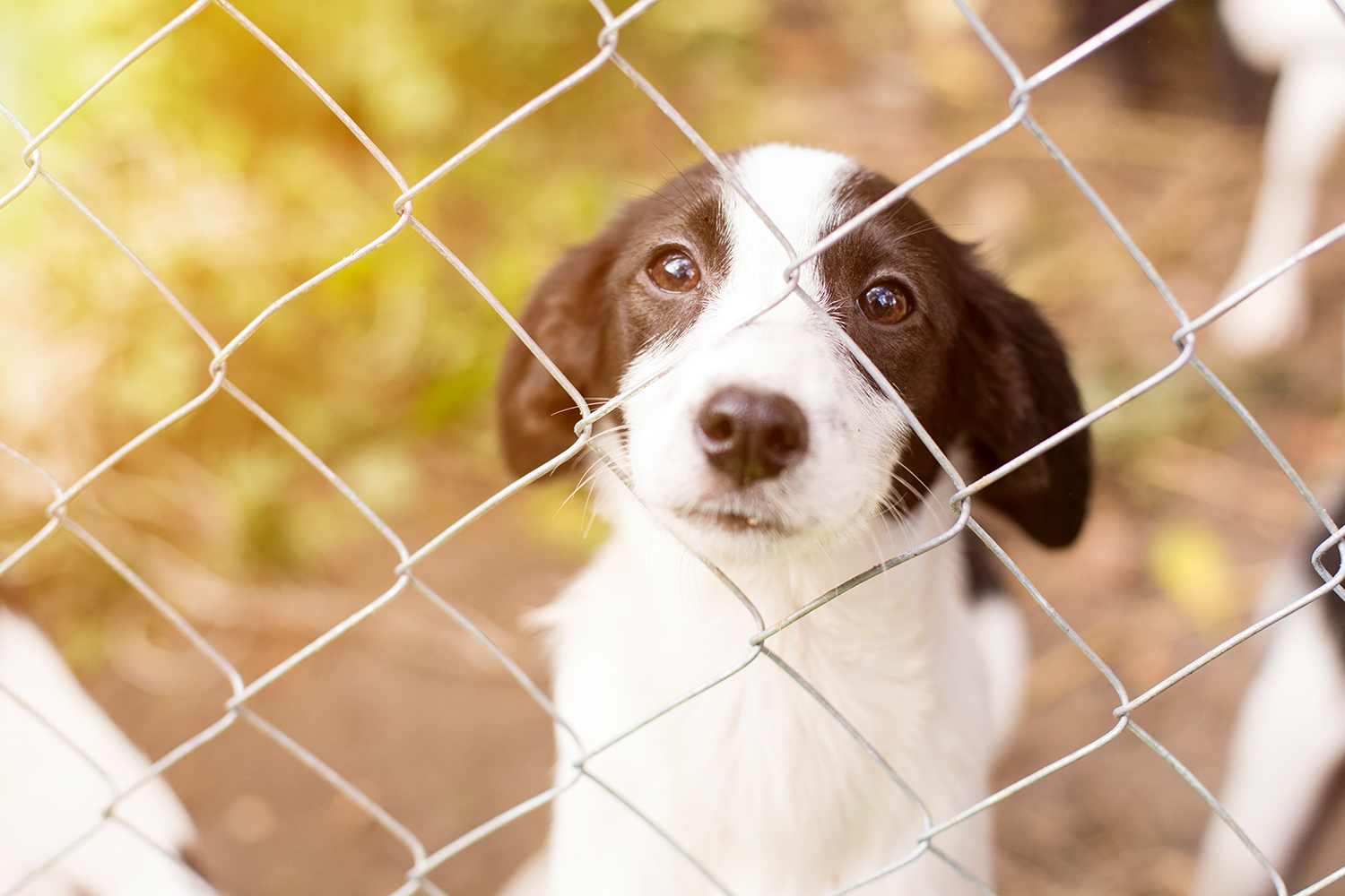 Clear_The_Shelters_2021_People