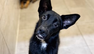 featured-image-blog-pets-evacuated-in-ukraine