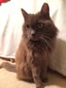 fluffy-at-home
