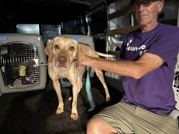 ggc-southwest-fly-maui-shelter-animals-to-new-homes
