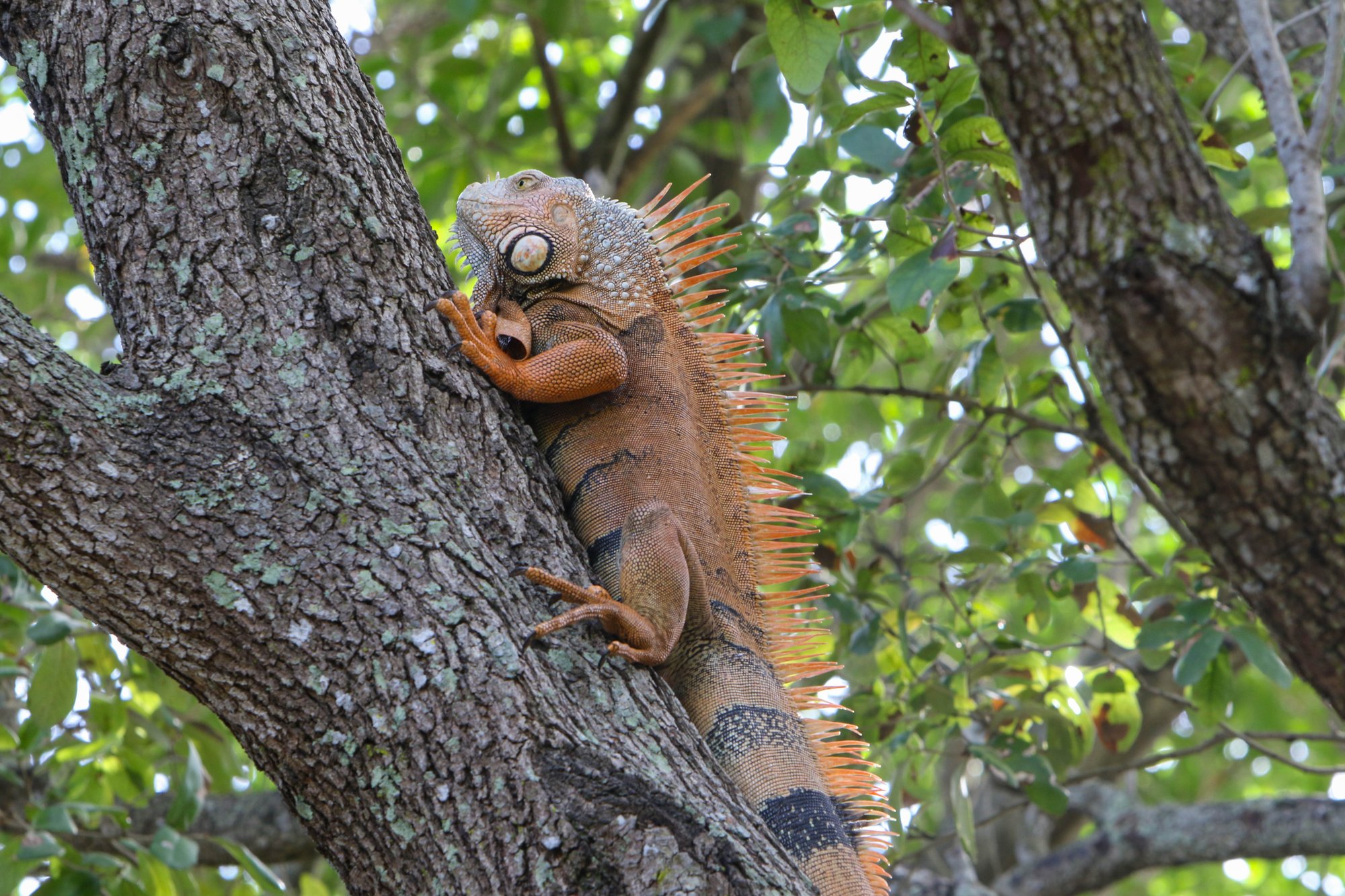 Green Iguana