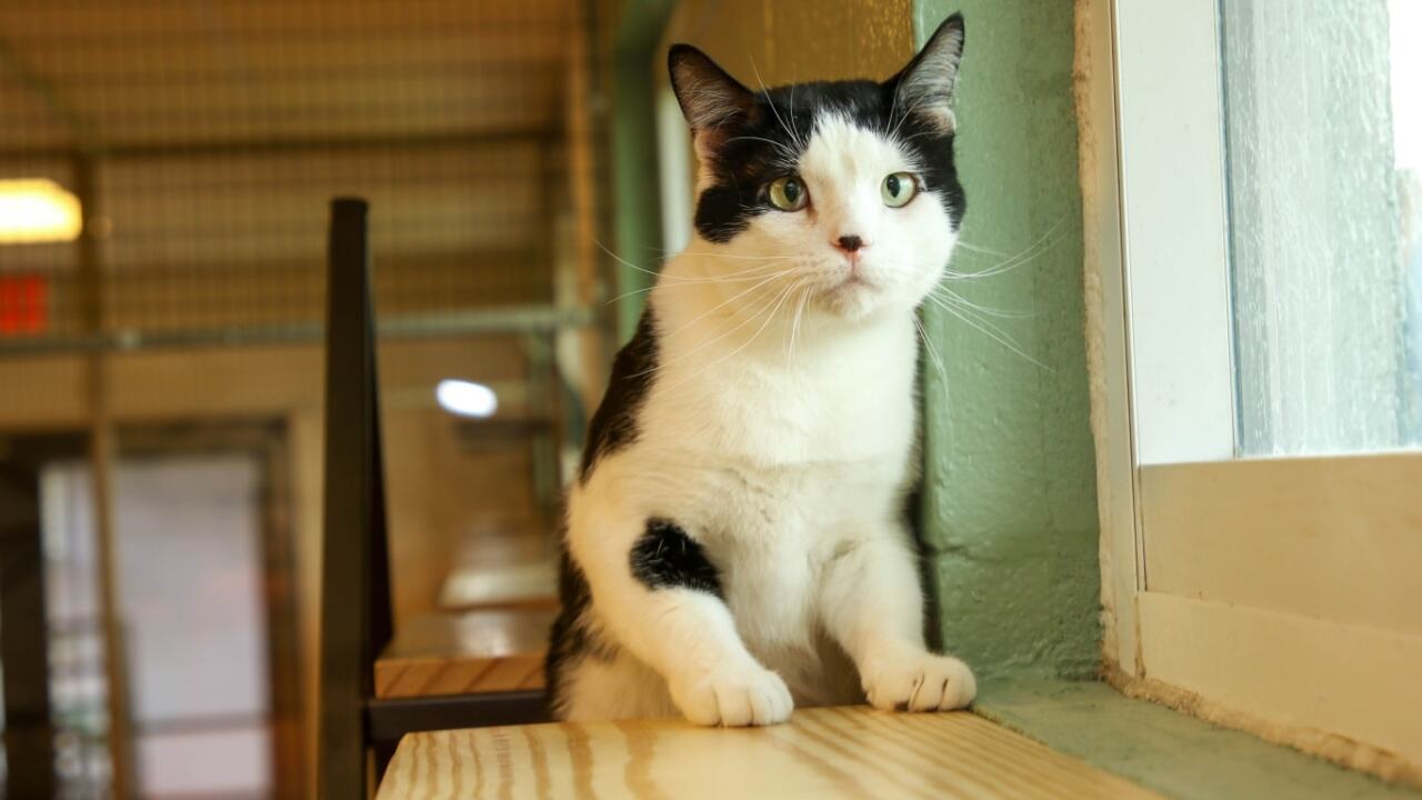 Gulf-coast-humane-society-finishes-renovations