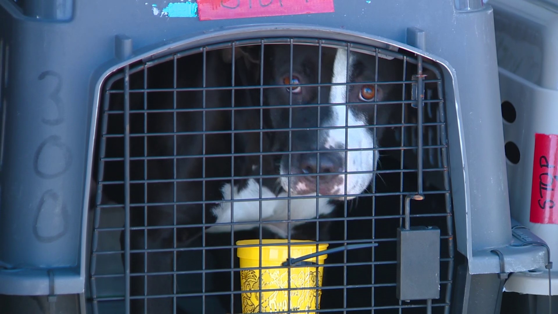 idaho-welcomes-130-shelter-dogs-and-cats