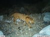 IMAG0031-Panthera-onca-RCarricito-5_3-km-SE-Granados-9Dec15-1-768x576