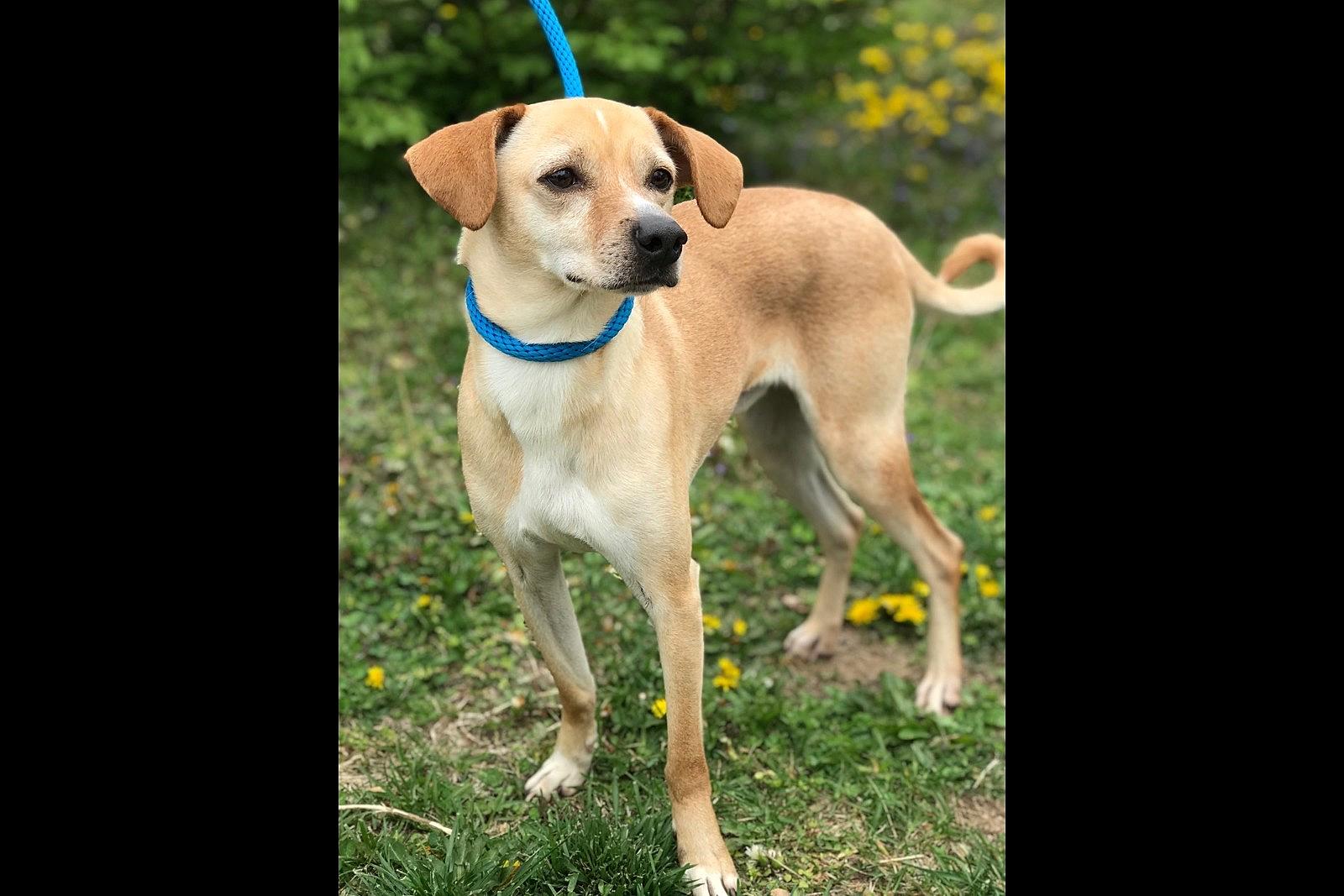 new-jersey-animal-shelter