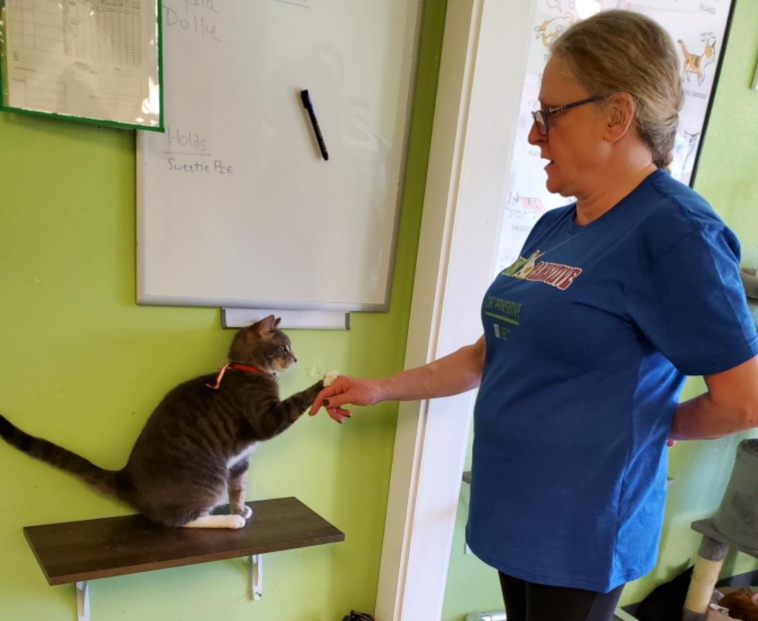 patchogues-almost-home-animal-rescue-chosen