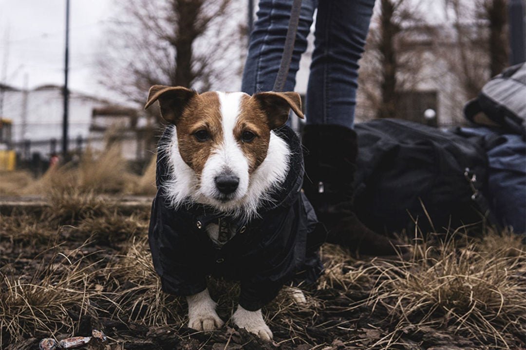 pet-food-companies-responding-to-russian-invasion