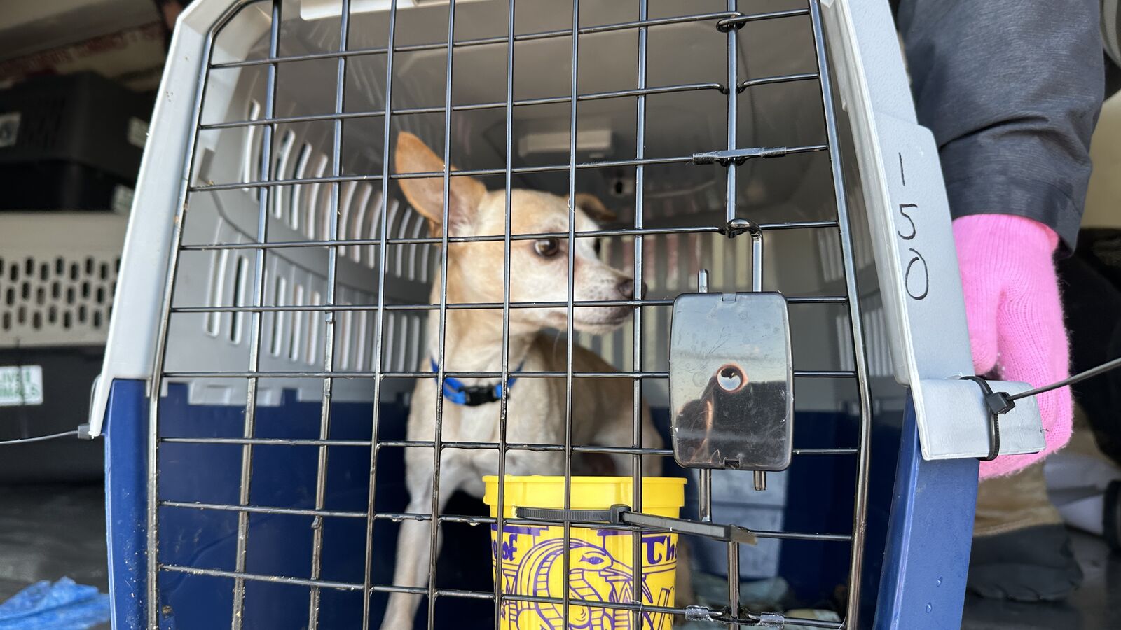 pets-arrivingin-idaho-from-new-orleans