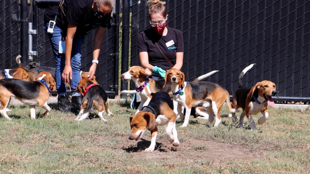Photo_SDHS_108-Beagles_ECC_1