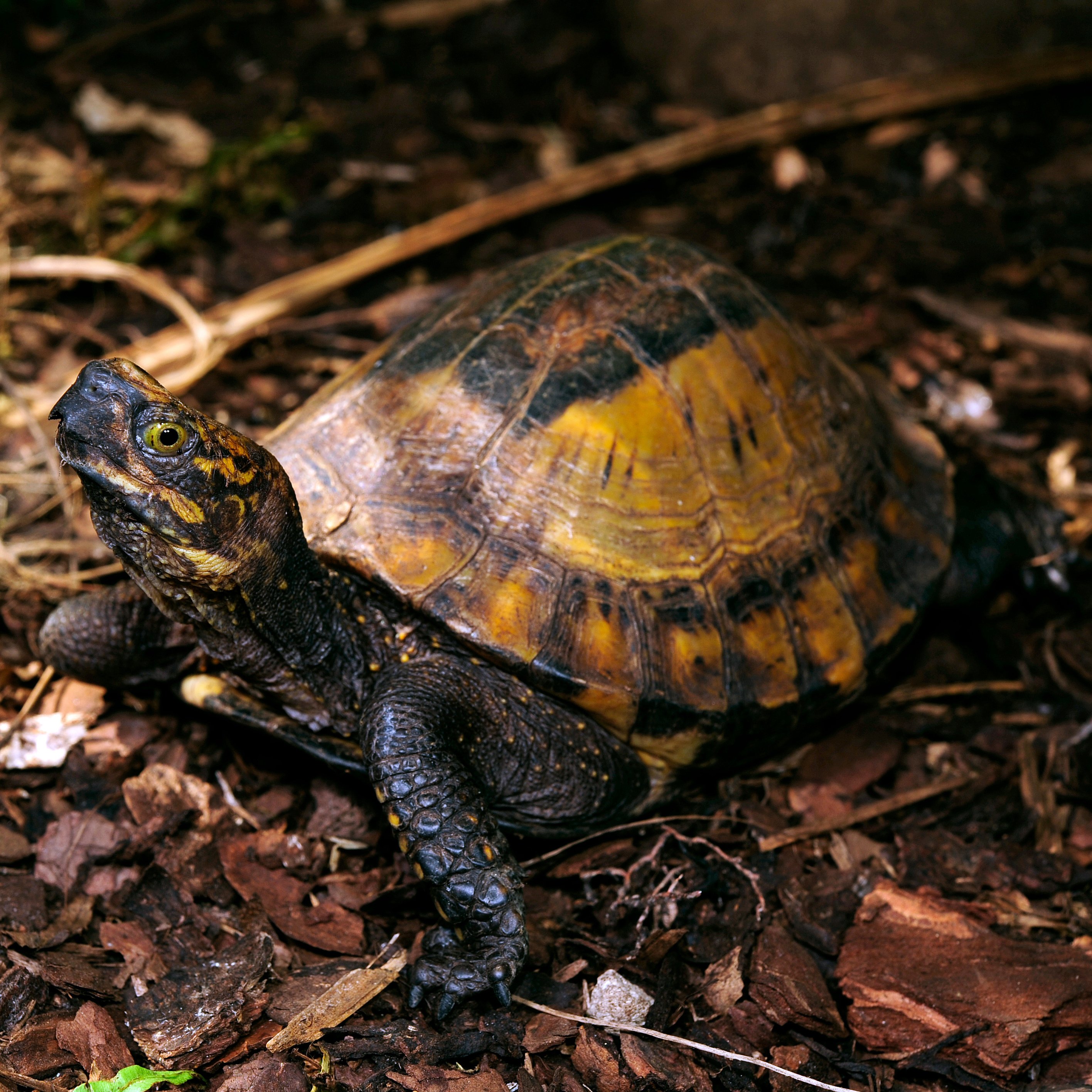 Project-Peril-indochinese-box-turtle-02