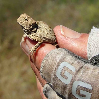 RockHornedLizard-Juvenile copy