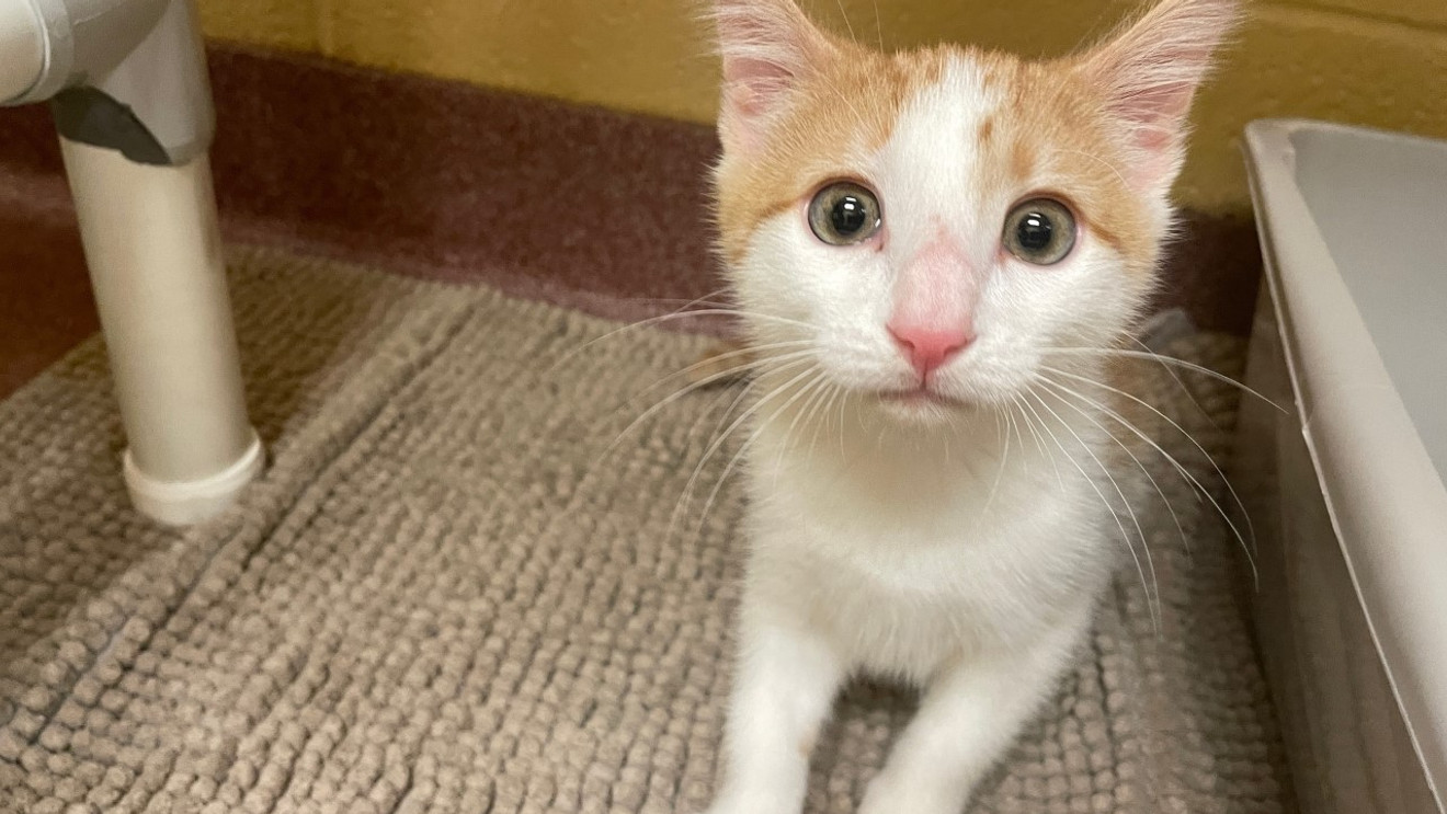 shelter-cats-get-renovated-spaces