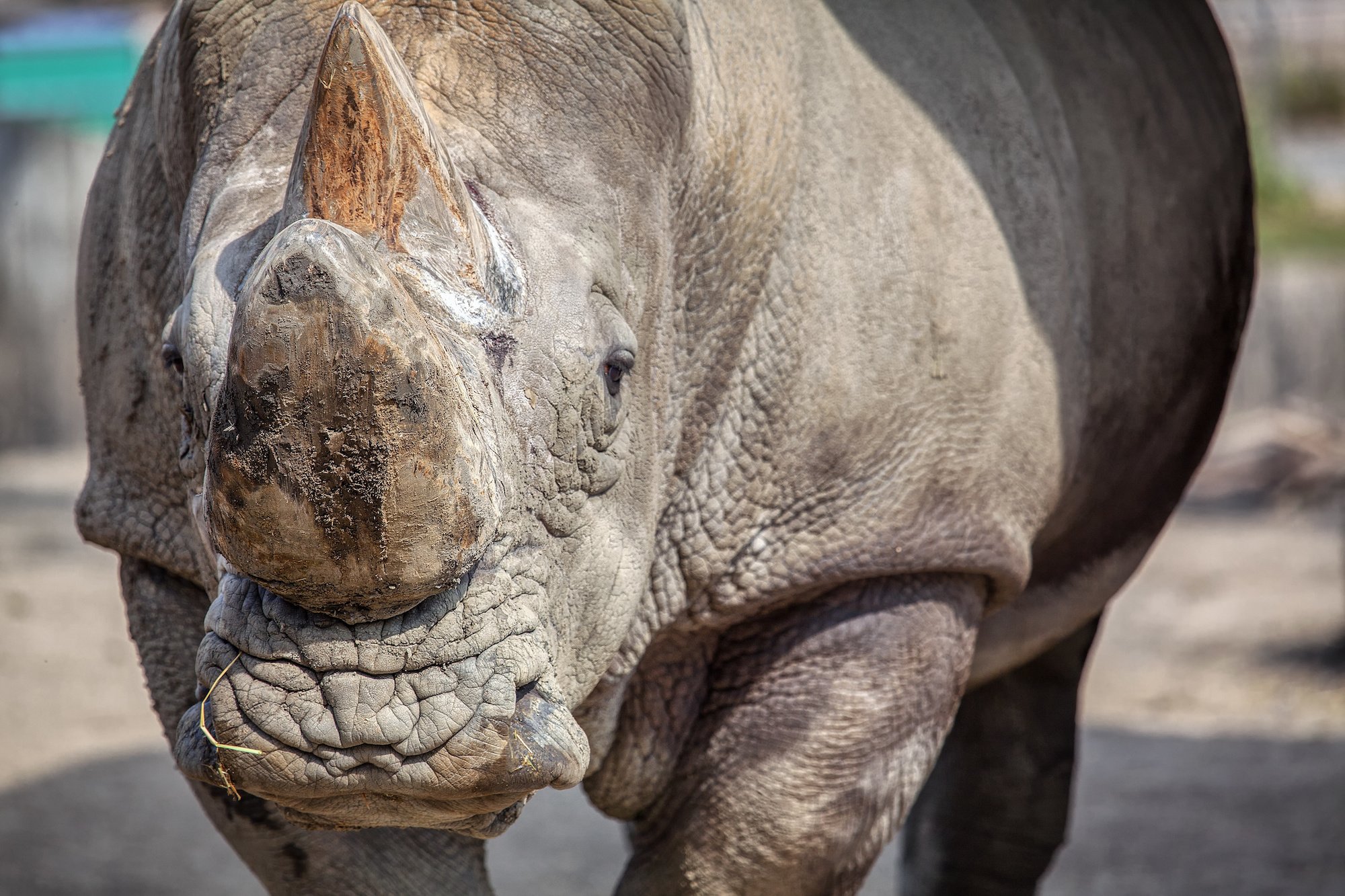 African Rhinos