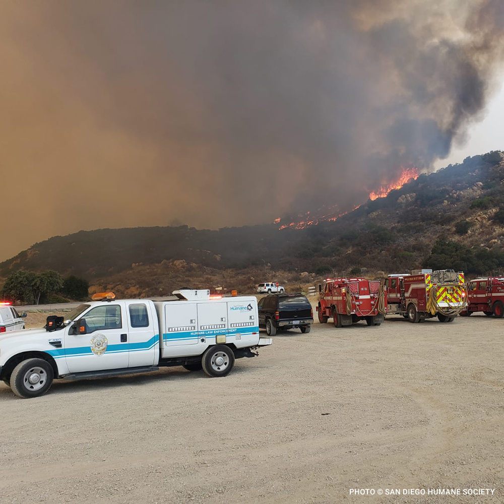 VS-Photograph_20200911_DRD_ValleyWildfire_SDHS_005_©SanDiegoHumaneSociety copy