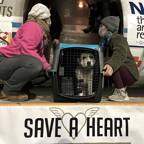 Save A Heart: Heartworm Awareness Month
