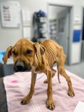 VS-Photograph_20240116_GDS_LowRiderDachshundRescue_001_©LowRiderDachshundRescue