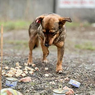 VS-Photograph_20240117_DRI_Ukraine_UnitedforAnimals_004 copy
