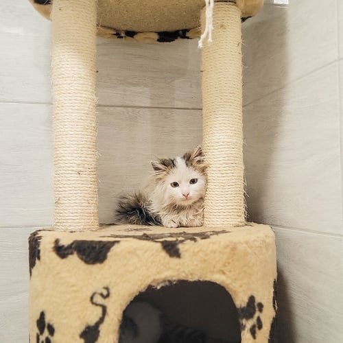 VS-Photograph_20240323_DRI_Ukraine_PatronPetCenter_U-Hearts_003_©GGC copy
