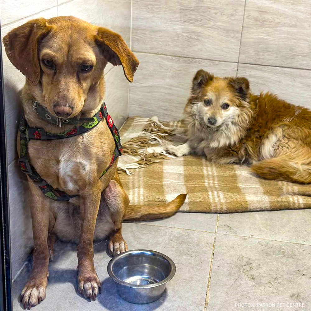 VS-Photograph_20240411_DRI_Ukraine_PPC_Zhuzha-and-Knopa_005_©PatronPetCentre copy