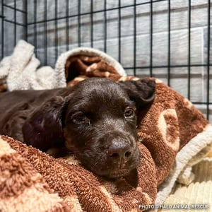 VS-Photograph_20240925_DRD_HurricaneHelene_001_©HALOAnimalRescue copy