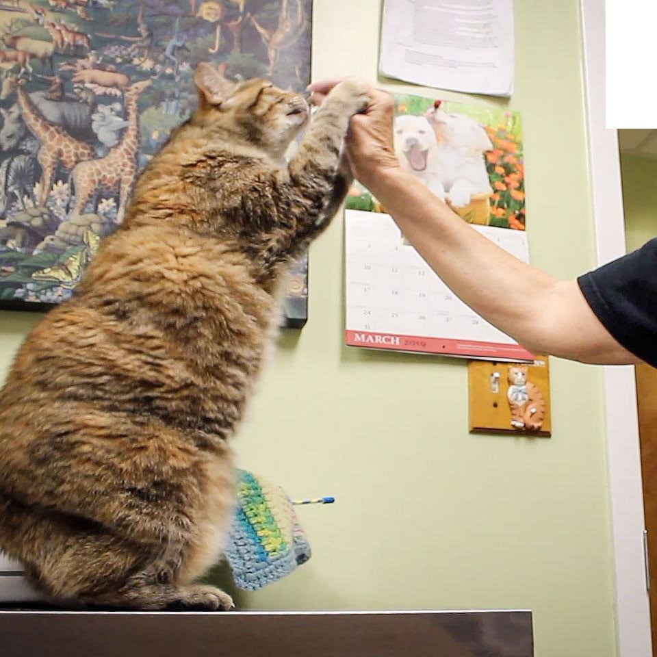 wildflower s high five dogs & Cats Forever copy