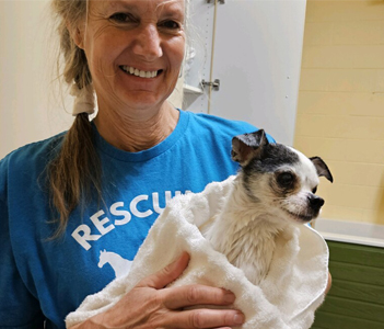 wtmj-tv-nbc-at-risk-pets