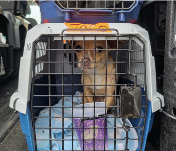 2024-Apr-GGC-flies-shelter-pets-to-waukesha